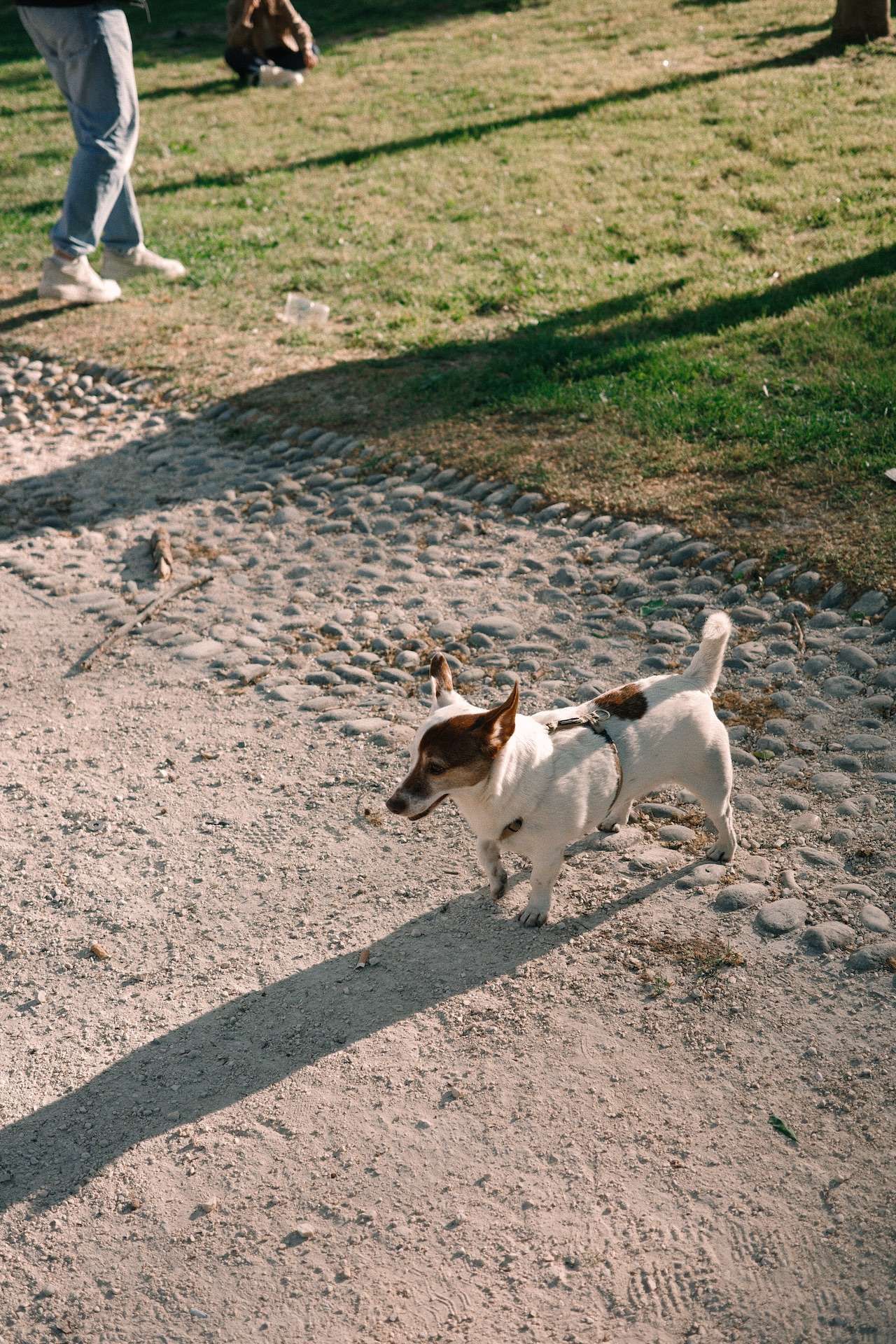 happy-dog.jpg